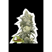 Seed Stocker - Girl Scout Cookies Fem | Feminized seeds | 25 seeds