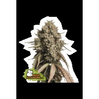 Seed Stocker - Gorilla Cookies Auto | Autoflower seeds | 3 seeds