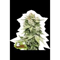 Seed Stocker - Gorilla Glue Auto | Autoflower seeds | 3 seeds - Seed Stocker Autoflowering - Seed Stocker - Seed Diskont - Hanfsamen Shop