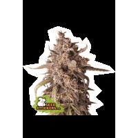 Seed Stocker - Purple Punch Auto | Autoflower seeds | 3 seeds