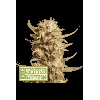 Seed Stocker - Thunder Banana® Auto | Autoflower seeds | 25 seeds - Seed Stocker Autoflowering - Seed Stocker - Seed Diskont - Hanfsamen Shop