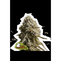 Seed Stocker - Wedding Glue Auto | Autoflower seeds | 25 seeds