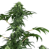 Sensi Seeds - 420 Punch | Feminized seed | 10 pieces