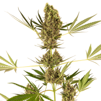 Sensi Seeds - Alpine Delight CBD | Autoflowering saat | 10 stück