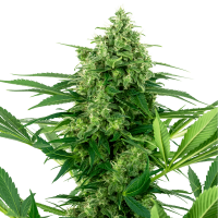 Sensi Seeds - Banana Frosting | Feminized seed | 10 pieces