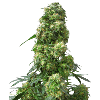 Sensi Seeds - Early Skunk | Feminized seed | 10 pieces