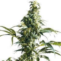 Sensi Seeds - Mexican Sativa | Feminized seed | 10 pieces