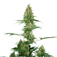 Sensi Seeds - Silver Fire | Feminized seed | 10 pieces
