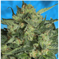 Serious Seeds - Auto White Russian #1 | Autoflowering seed | 6 pieces