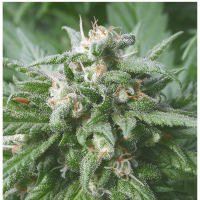 Serious Seeds - Biddy Early | Feminized seed | 6 pieces