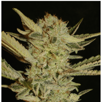 Serious Seeds - Bubble Gum | Feminized seed | 6 pieces