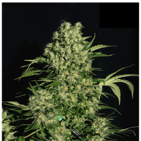 Serious Seeds - Chronic | Feminized seed | 6 pieces - Serious Seeds Feminised - Serious Seeds - Seed Diskont - Hanfsamen Shop