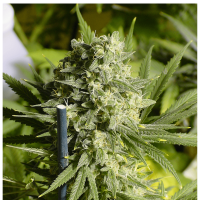 Serious Seeds - Double Dutch | Feminized seed | 6 pieces
