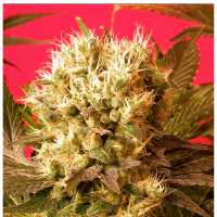 Serious Seeds - Motavation | Feminized seed | 6 pieces