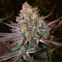 Serious Seeds - Seriotica | Feminized seed | 6 pieces