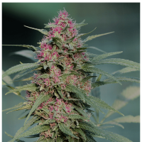 Serious Seeds - Serious 6 | Feminized seed | 6 pieces