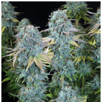 Serious Seeds - Serious Happiness | Feminized seed | 6 pieces