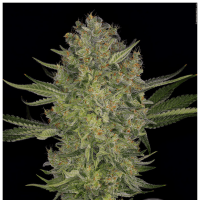Serious Seeds - Serious Kush | Feminized seed | 6 pieces