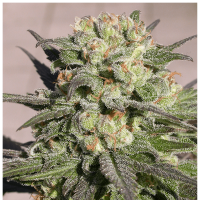Serious Seeds - Warlock | Feminized seed | 6 pieces