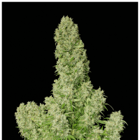 Serious Seeds - White Russian | Feminized seed | 6 pieces
