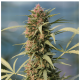 Serious Seeds - Serious 6 | Feminized seed | 6 pieces - Serious Seeds Feminised - Serious Seeds - Seed Diskont - Hanfsamen Shop