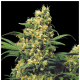 Serious Seeds - Warlock | Feminized seed | 6 pieces - Serious Seeds Feminised - Serious Seeds - Seed Diskont - Hanfsamen Shop