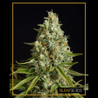 Silent Seeds - Amnesia Lemon | Feminizált mag | 5 darab - Silent Seeds Feminizált - Silent Seeds - Seed Diskont - Hanfsamen Shop