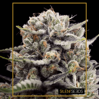 Silent Seeds - B-45 by BOOBA | Feminized seed | 5 pieces - Silent Seeds Feminised - Silent Seeds - Seed Diskont - Hanfsamen Shop