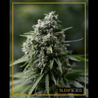 Silent Seeds - Critical+ 2.0 | Feminized seed | 5 pieces