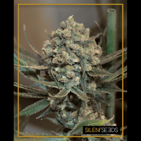 Silent Seeds - Critical+2.0 | Autoflowering mag | 5 darab