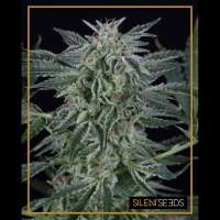 Silent Seeds - Critical Jack | Autoflowering saat | 5 stück - Silent Seeds Automatik - Silent Seeds - Seed Diskont - Hanfsamen Shop