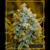 Silent Seeds - Critical Jack | Feminized seed | 5 pieces