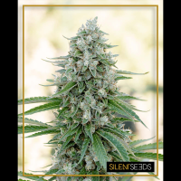 Silent Seeds - Critical Mango | Feminizált mag | 5 darab - Silent Seeds Feminizált - Silent Seeds - Seed Diskont - Hanfsamen Shop