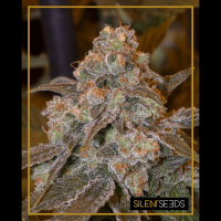 Silent Seeds - Gorilla Frost | Feminized seed | 5 pieces
