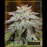 Silent Seeds - L.A. Vanilla Cake | Autoflowering mag | 5 darab - Silent Seeds  Automata - Silent Seeds - Seed Diskont - Hanfsamen Shop