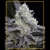Silent Seeds - L.A. Vanilla Cake | Feminized seed | 5 pieces