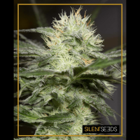 Silent Seeds - Leman Sorbet | Feminizált mag | 5 darab - Silent Seeds Feminizált - Silent Seeds - Seed Diskont - Hanfsamen Shop