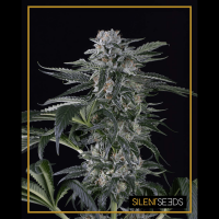 Silent Seeds - Moby Dick | Autoflowering seed | 5 pieces