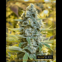 Silent Seeds - Moby Dick | Feminized seed | 5 pieces