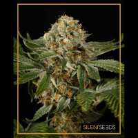Silent Seeds - OG Kush | Feminizált mag | 5 darab - Silent Seeds Feminizált - Silent Seeds - Seed Diskont - Hanfsamen Shop