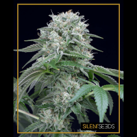 Silent Seeds - Starfire OG | Feminized seed | 5 pieces - Silent Seeds Feminised - Silent Seeds - Seed Diskont - Hanfsamen Shop