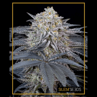 Silent Seeds - Watermelon Runtz | Feminizált mag | 5 darab - Silent Seeds Feminizált - Silent Seeds - Seed Diskont - Hanfsamen Shop