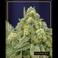Silent Seeds - White Widow | Feminized seed | 5 pieces