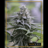 Silent Seeds - Zkittlez 2.0 | Feminisiertes saat | 5 stück - Silent Seeds Feminisier - Silent Seeds - Seed Diskont - Hanfsamen Shop