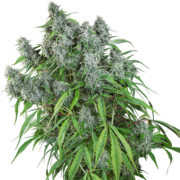 Super Sativa Seed Club - Frosty Friday | Regular seed | 12 pieces