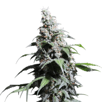 Super Sativa Seed Club - Pineapple Poison | Feminized seed | 3 pieces