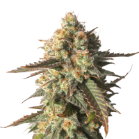 Super Sativa Seed Club - Strawberry Chemdawg OG | Feminized seed | 3 pieces