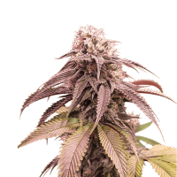Super Sativa Seed Club - Strawberry Cookies | Feminized seed | 3 pieces