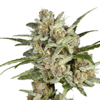 Super Sativa Seed Club - Super Mad Sky Floater | Feminized seed | 3 pieces