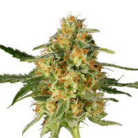 Super Sativa Seed Club - TNT Trichome | Feminized seed | 3 pieces